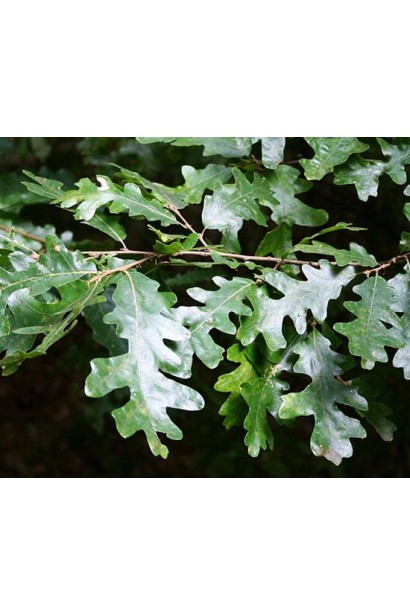 Дуб австрійський/турецький